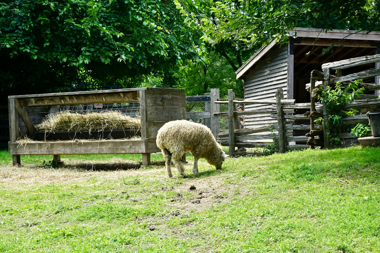 A shaggy sheep grazes near a wooden hay feeder.