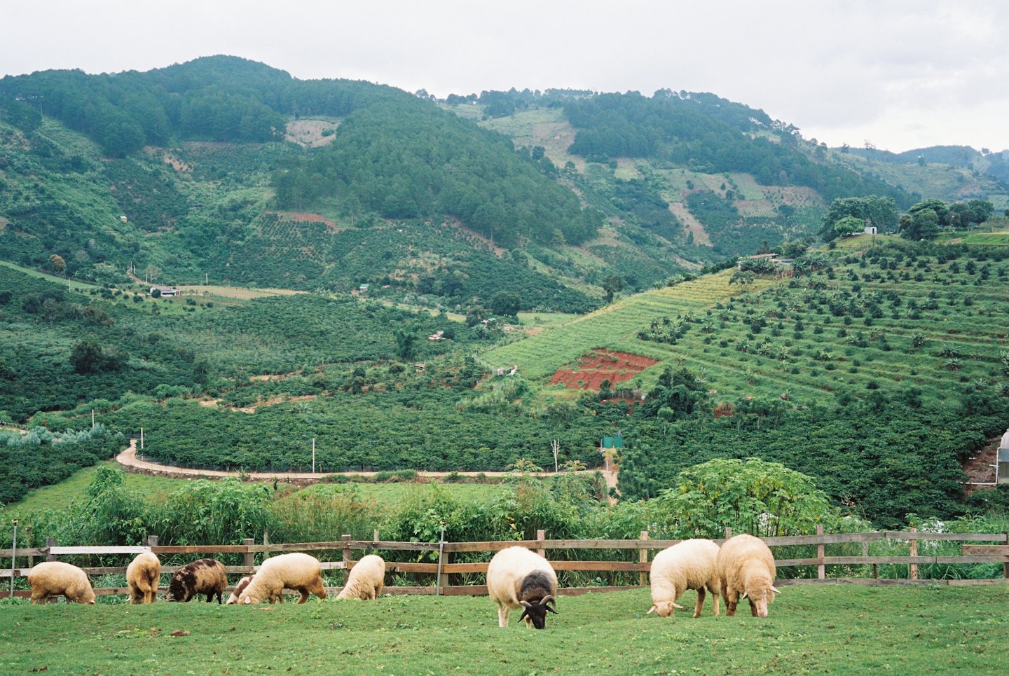 Sheep graze in a green pasture behind a wooden fence.
