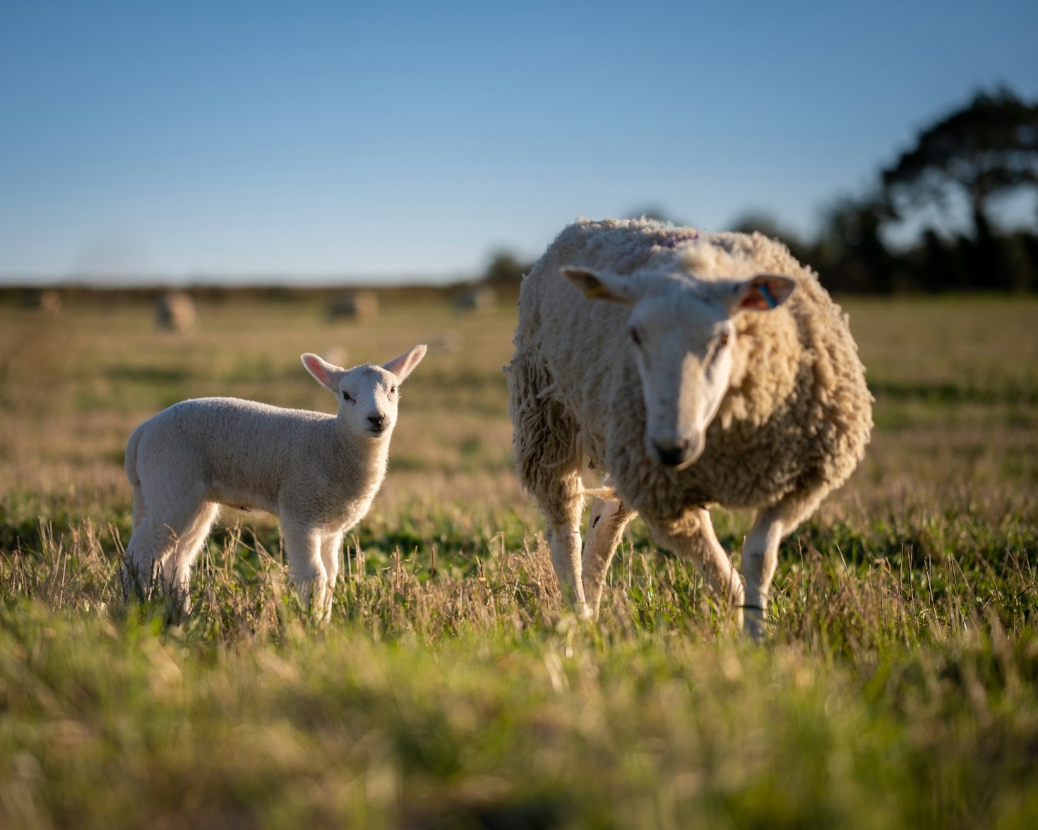 Why East Friesian Crosses Produce Exceptional Fleece