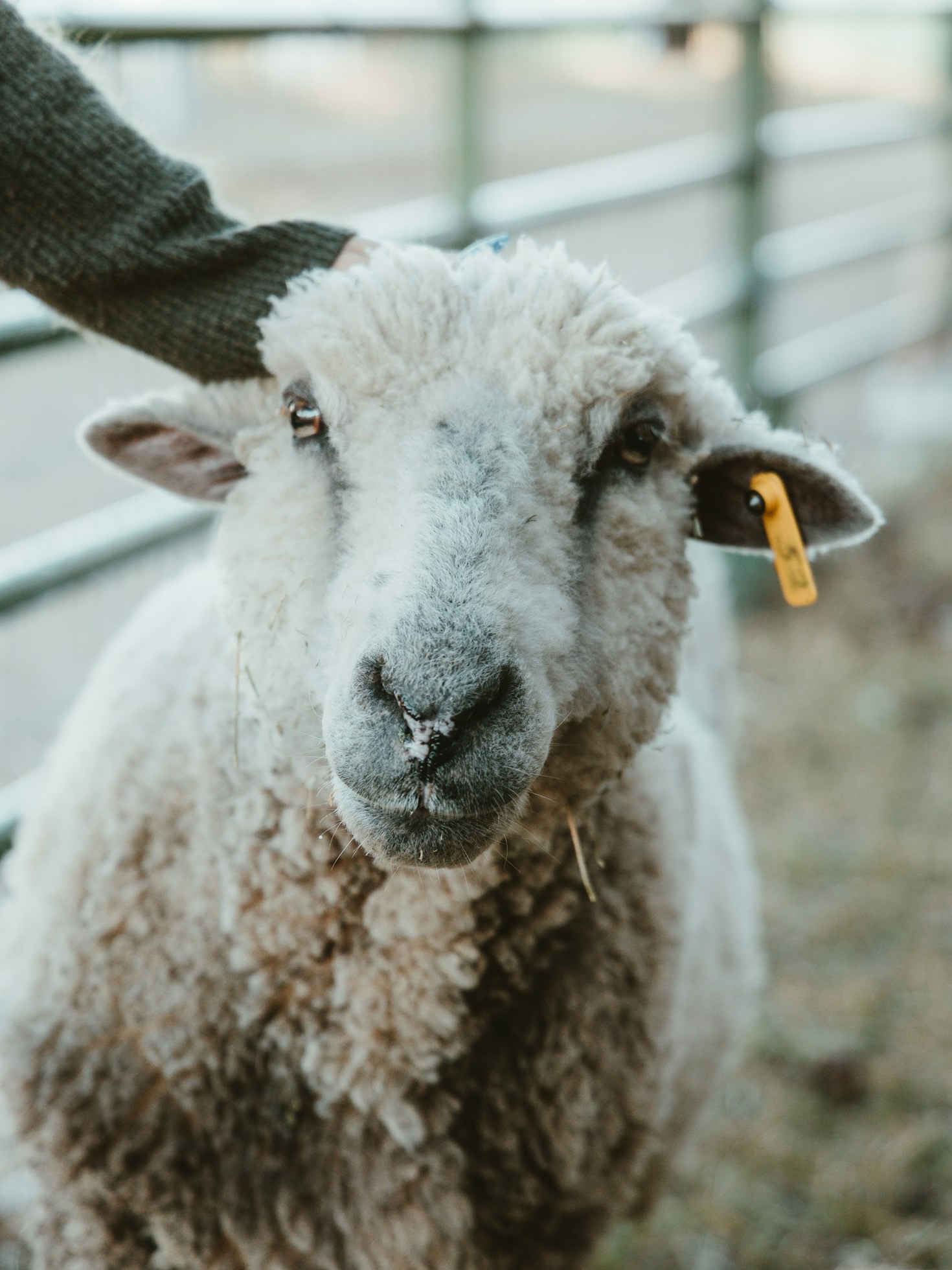 Choosing the Best Heritage Wool for Your Next Project